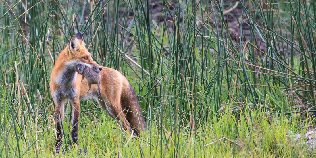 Red Fox in Yellowstone National Park