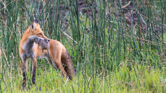 Red Fox in Yellowstone National Park