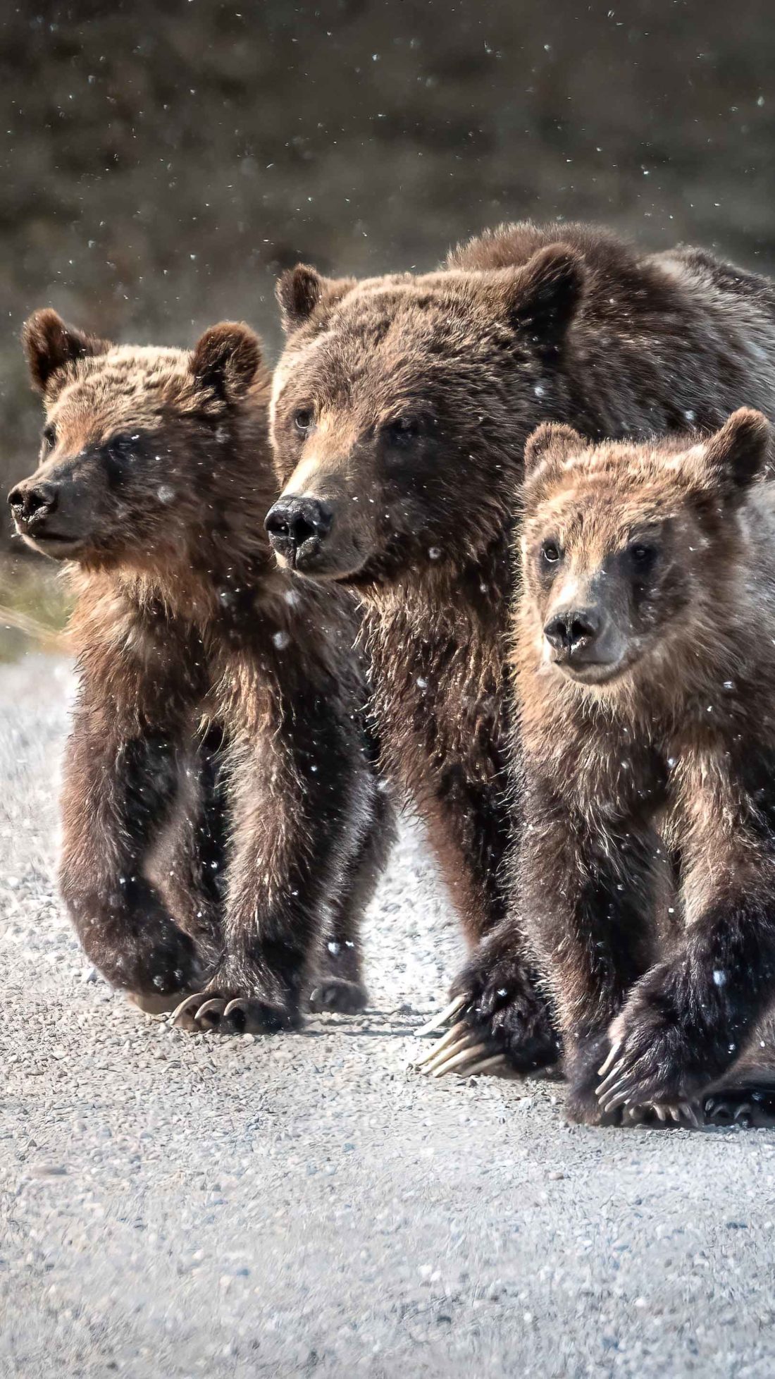 This Grand Teton National Park Map Shows Where To Find Wildlife - iqvpvva