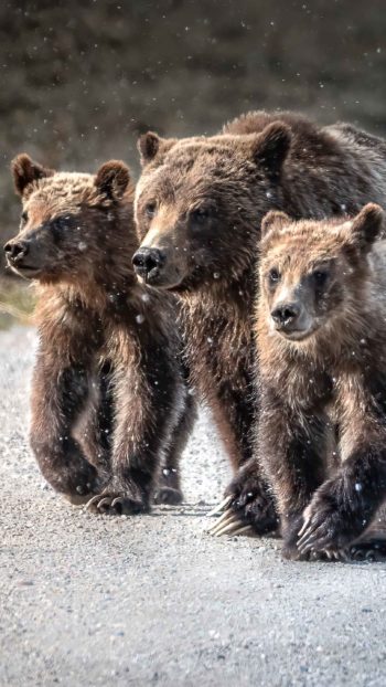 Grizzly Bear 399 Walks A Roadway In Grand Teton National Park With Her Four Cubs