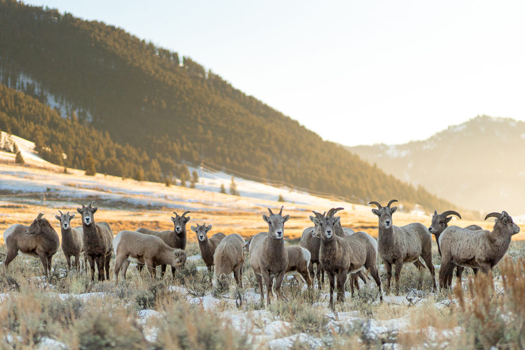 About Us Jackson Hole Wildlife Safaris