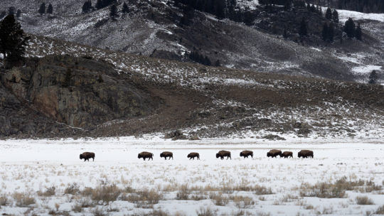A Herd Of Bison Walking In A Sage Brush Field Covered in Snow