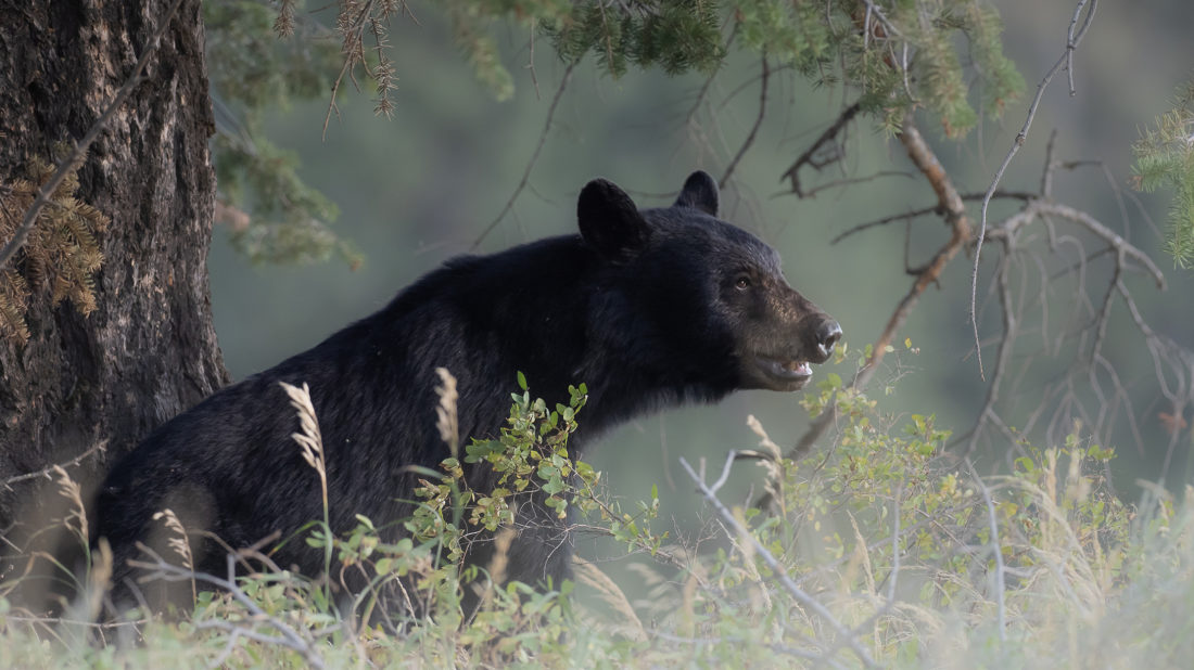 A Black Bear Sitting At The Base Of A Tree