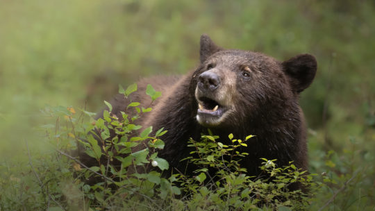 Black Bear Walking Through The Brush