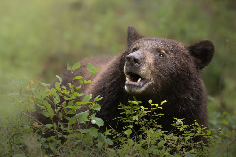 Black Bear Walking Through The Brush