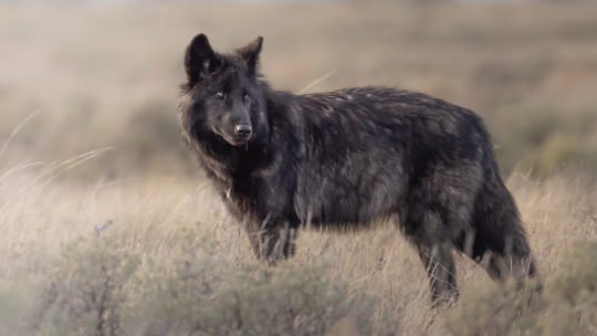 A Black Wolf Is Seen Standing In A Field In Yellowstone National Park
