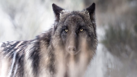 A Black Wolf Is Seen Behind The Sage Brush In Yellowstone