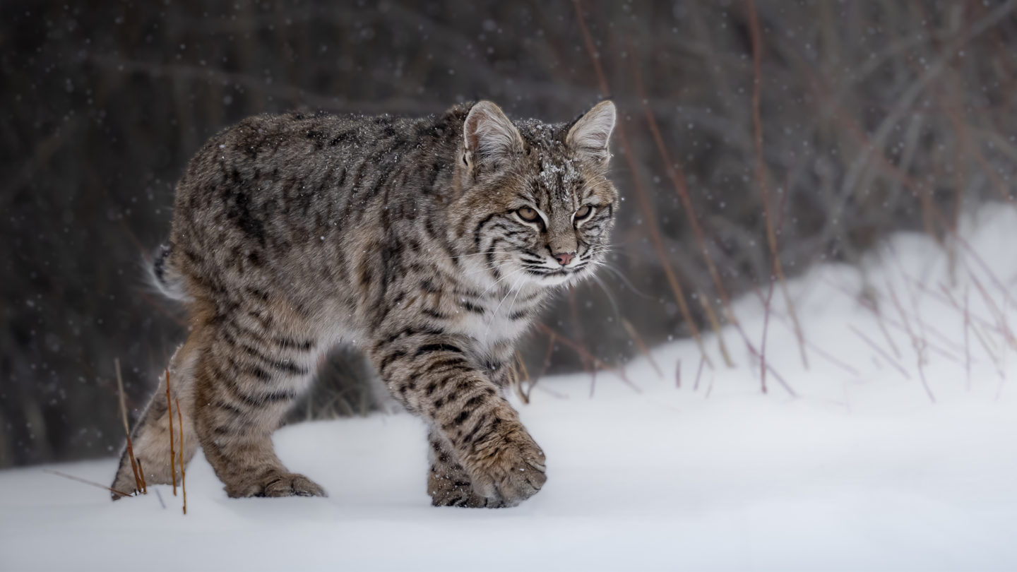 A Bobcat Walking Through Snow Covered Willows