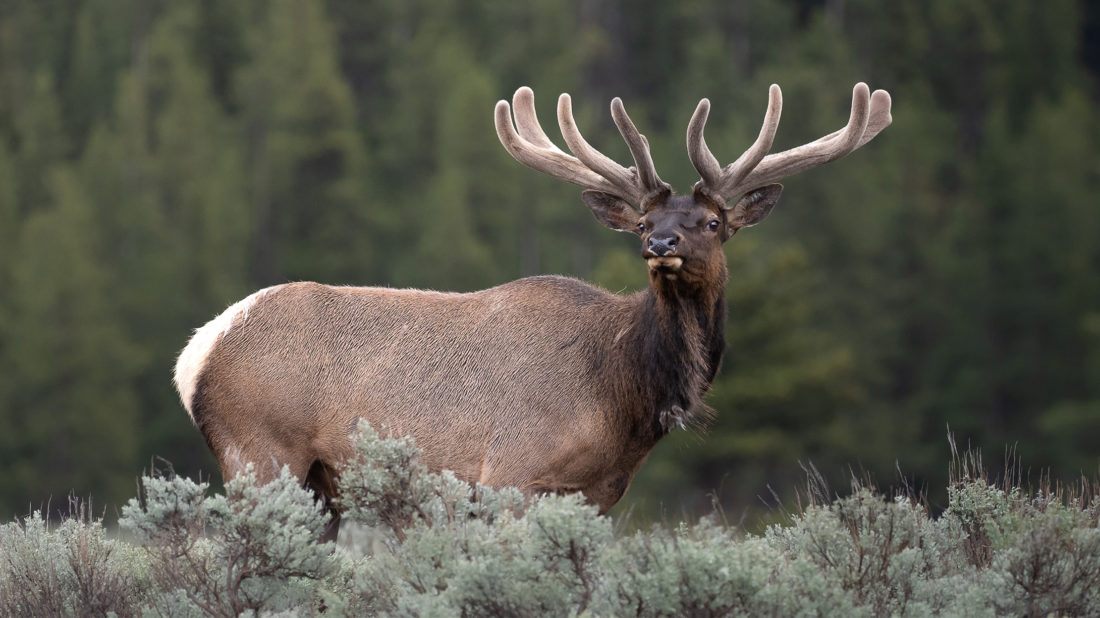 A Large Bull Elk With Antlers Covered in Velvet Looking Off In The Distance While Standing In A Sage Brush Field