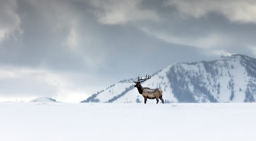 A Bull Elk Standing On A Snowy Ridge Surrounded By Mountains In Grand Teton National Park