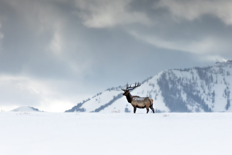 A Bull Elk Standing On A Snowy Ridge Surrounded By Mountains In Grand Teton National Park
