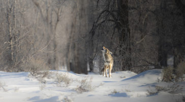 Coyote Howling In Front of Snowy Cotton Wood Trees
