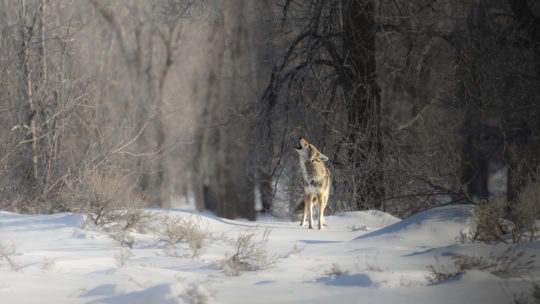 Coyote Howling In Front of Snowy Cotton Wood Trees