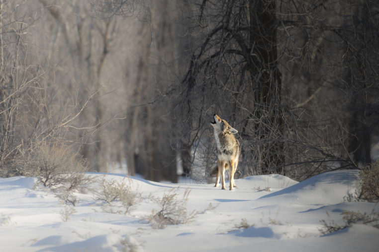 Coyote Howling In Front of Snowy Cotton Wood Trees