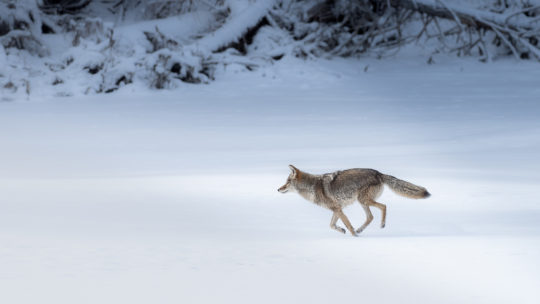 Yellowstone Wolf Tours in Winter