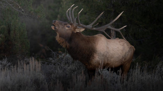 A Large Bull Elk Bugling At The Edge of The Forest