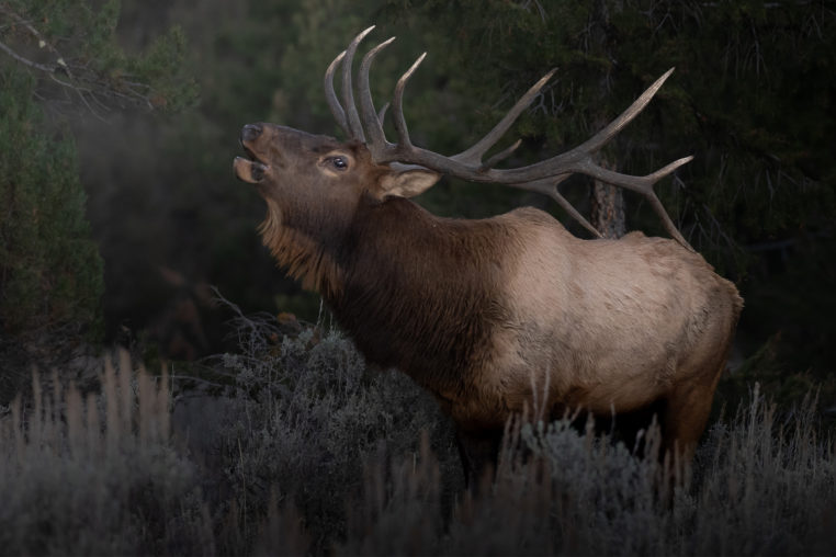 A Large Bull Elk Bugling At The Edge of The Forest