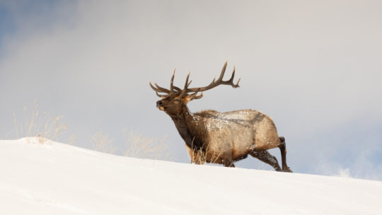 A Bull Elk Running On A Snow Covered Ridge