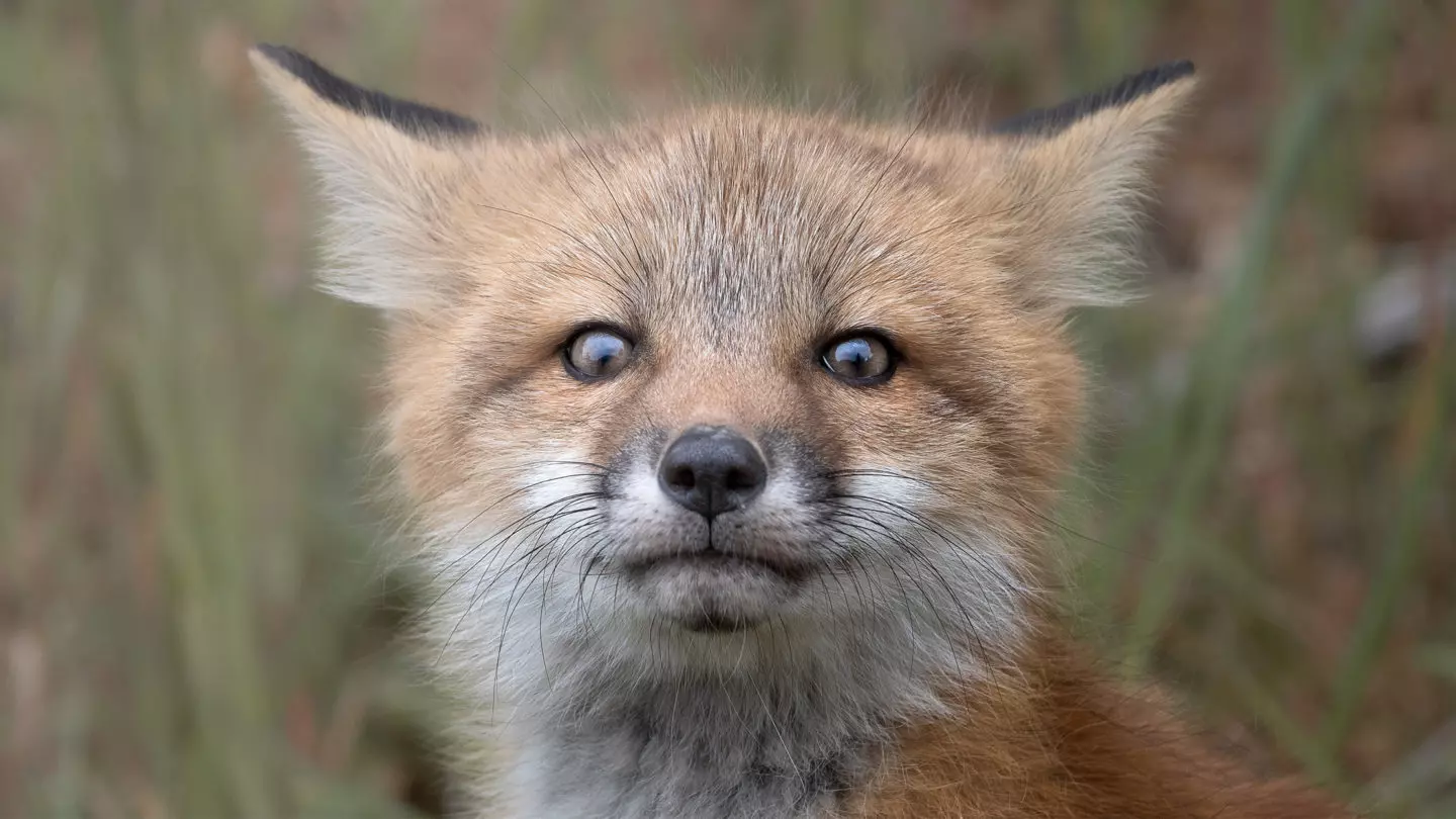 A Curious Fox Kit Looking At Photographer While Sitting In A Grassy Field