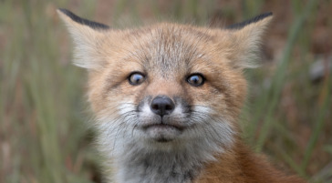 A Curious Fox Kit Looking At Photographer While Sitting In A Grassy Field