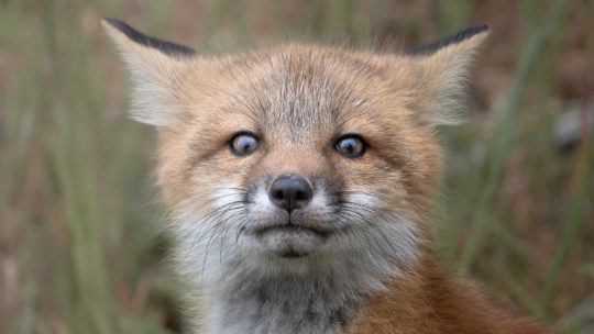 A Curious Fox Kit Looking At Photographer While Sitting In A Grassy Field