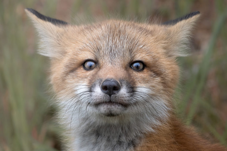 A Curious Fox Kit Looking At Photographer While Sitting In A Grassy Field