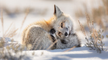 A Red Fox Curled Up In Snow Covered Sage Brush
