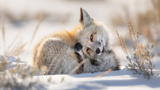 A Red Fox Curled Up In Snow Covered Sage Brush