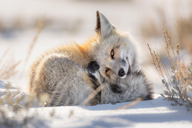 A Red Fox Curled Up In Snow Covered Sage Brush