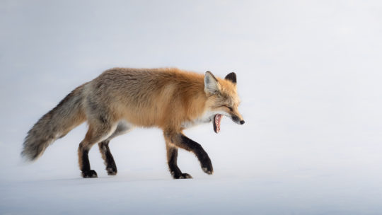 A Red Fox Yawning And Walking Through A Snow Covered Field