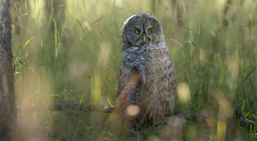 A Great Grey Owl Perched On A Branch Resting In Tall Grass On Forest Floor