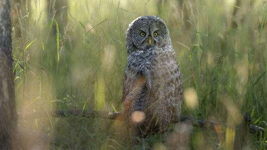 A Great Grey Owl Perched On A Branch Resting In Tall Grass On Forest Floor