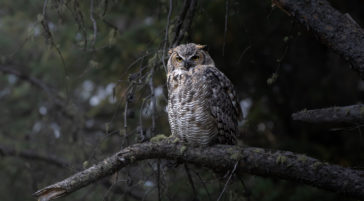 A Great Horned Owl Perched On Branch In Old Growth Forest