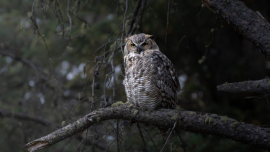 A Great Horned Owl Perched On Branch In Old Growth Forest
