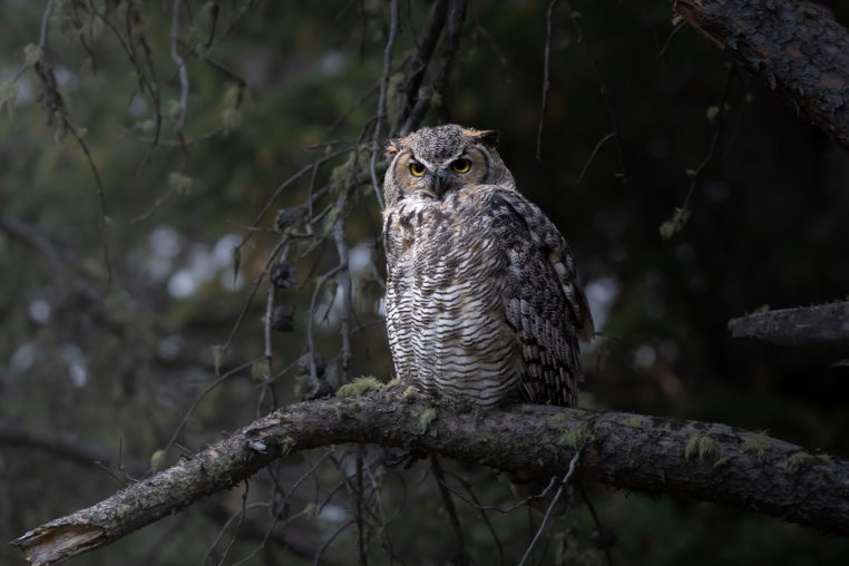 A Great Horned Owl Perched On Branch In Old Growth Forest