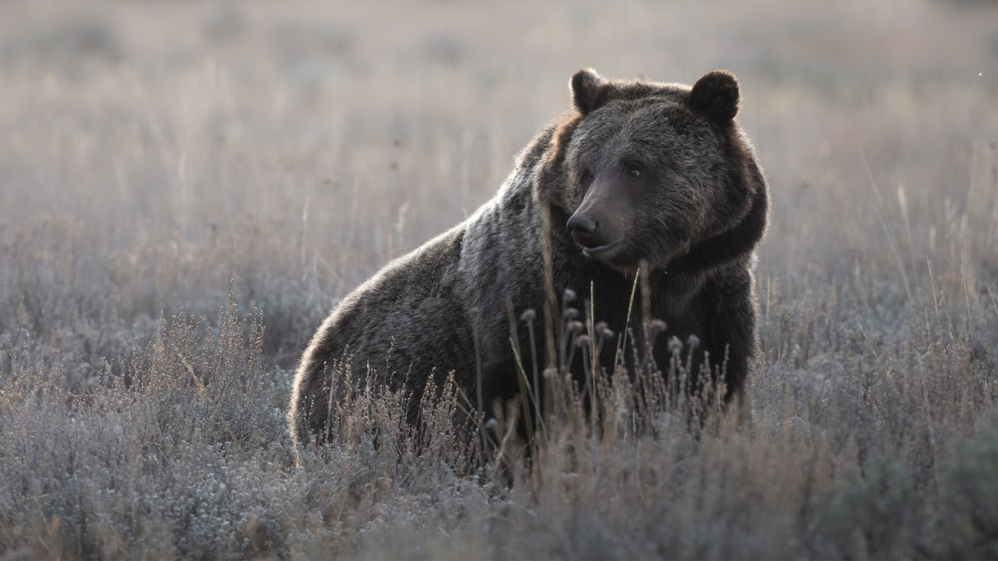 A Grizzly Bear Sitting In A Field Of Sage Brush While Digging Up Gopher Caches