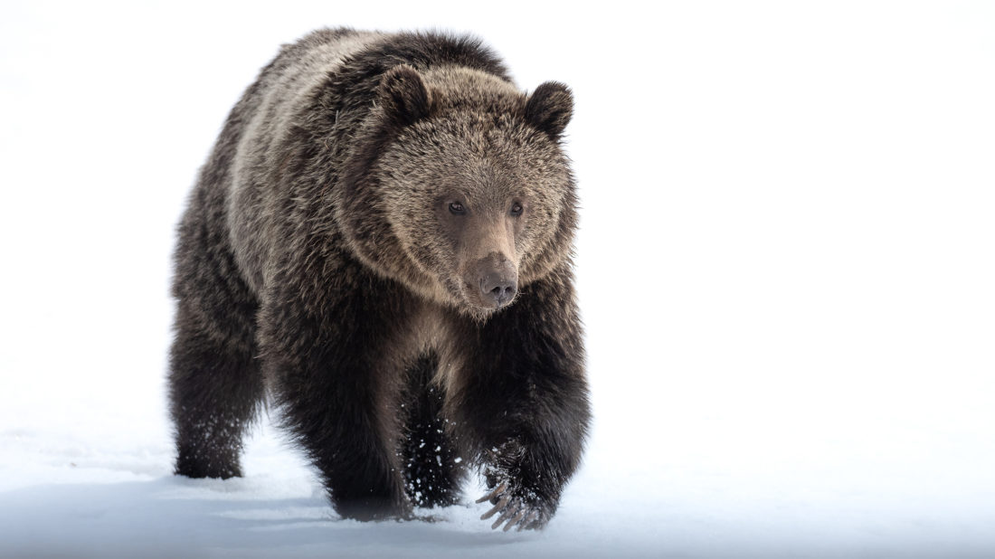 Grizzly Bear Walking At The Photographer Through Field of Snow