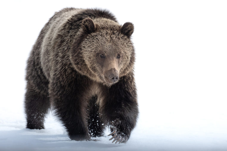 Grizzly Bear Walking At The Photographer Through Field of Snow