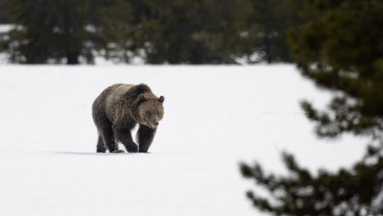 Grizzly Bear Walking Through Field Of Snow Surrounded By Pine Trees