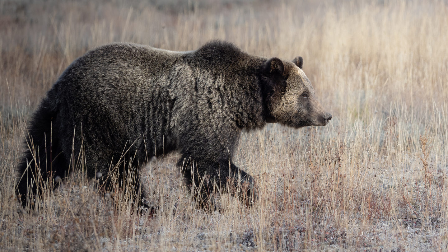 A Grizzly Bear Walking Through Field In Golden Light