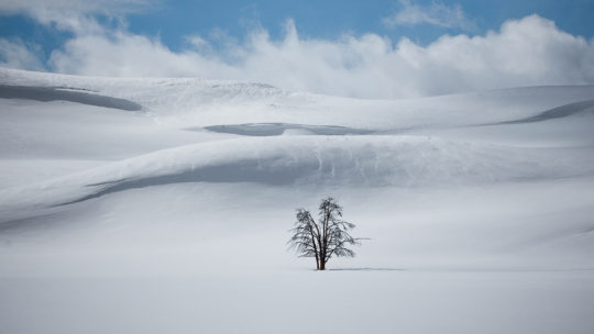 A Lone Tree Standing In a Snow Covered Hayden Valley In Yellowstone National Park
