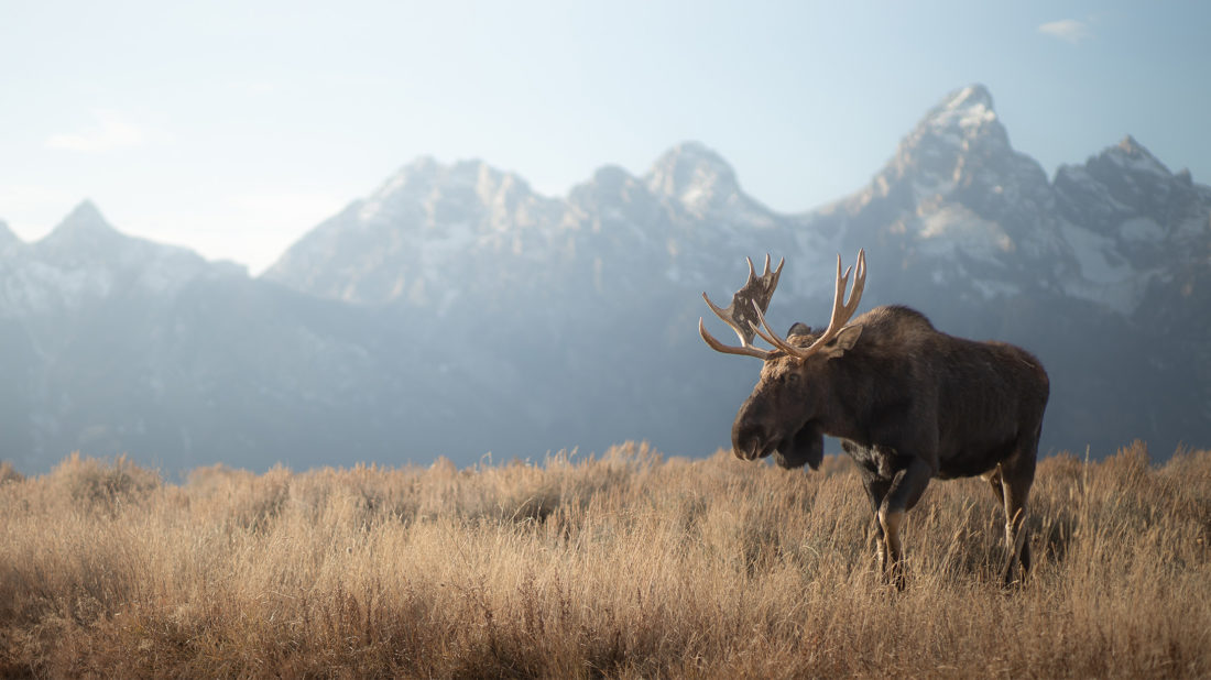 Bull Moose Walking Through Field In Front Of Grand Teton Mountains