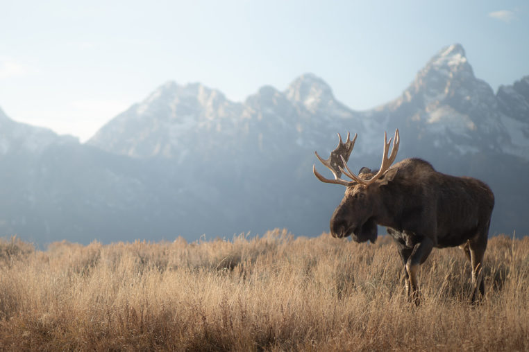 Bull Moose Walking Through Field In Front Of Grand Teton Mountains