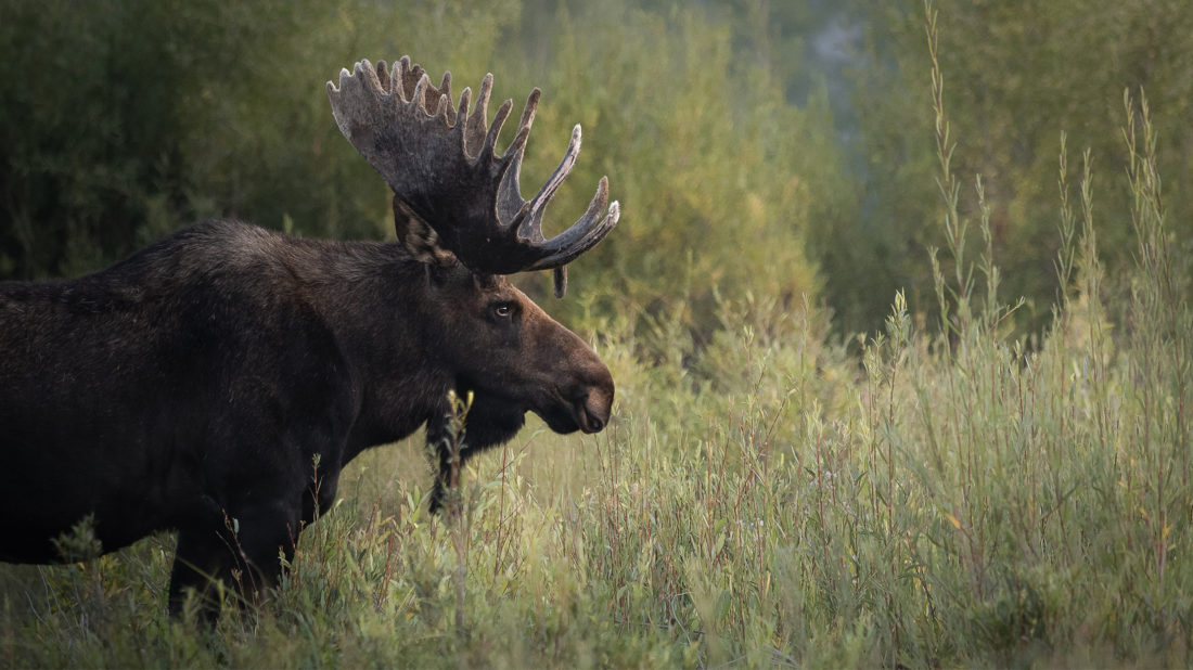 A Bull Moose Profile Standing In Willows