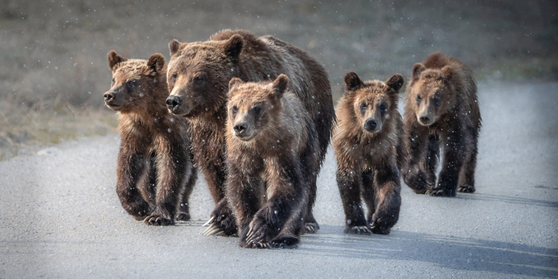 Grizzly Bear 399 And Cubs Walking Down Gravel Road In Snow