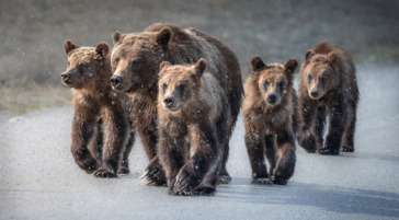 Grizzly Bear 399 And Cubs Walking Down Gravel Road In Snow