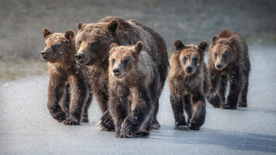 Grizzly Bear 399 And Cubs Walking Down Gravel Road In Snow