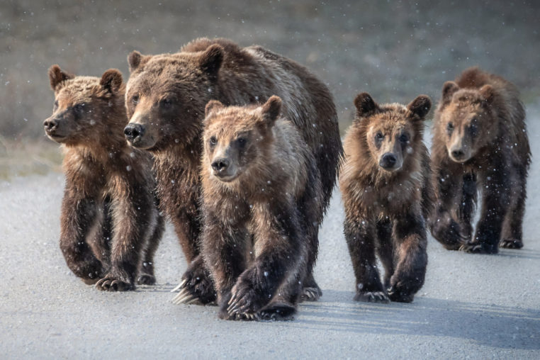 Grizzly Bear 399 And Cubs Walking Down Gravel Road In Snow