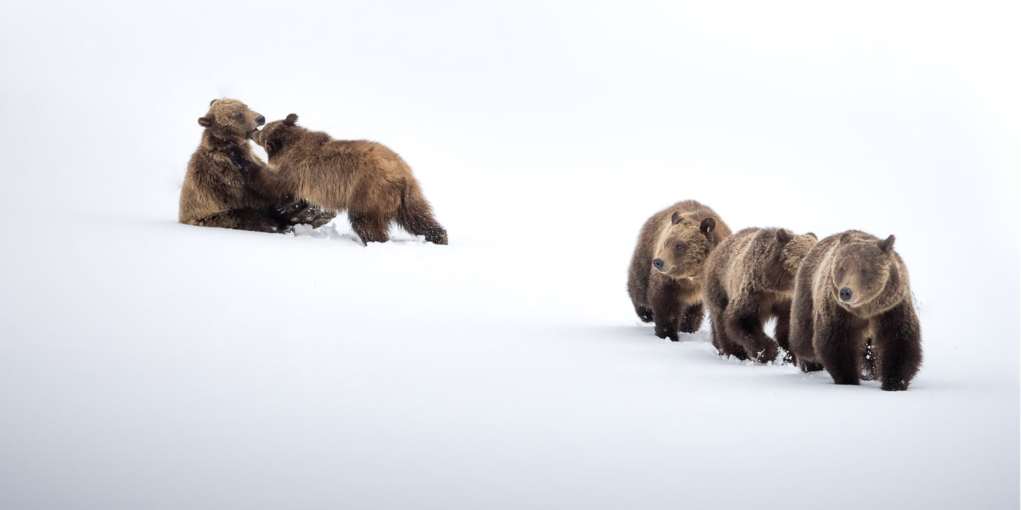 Grizzly Bear 399 And Her Four Cubs Walking Through Snow In Early Spring