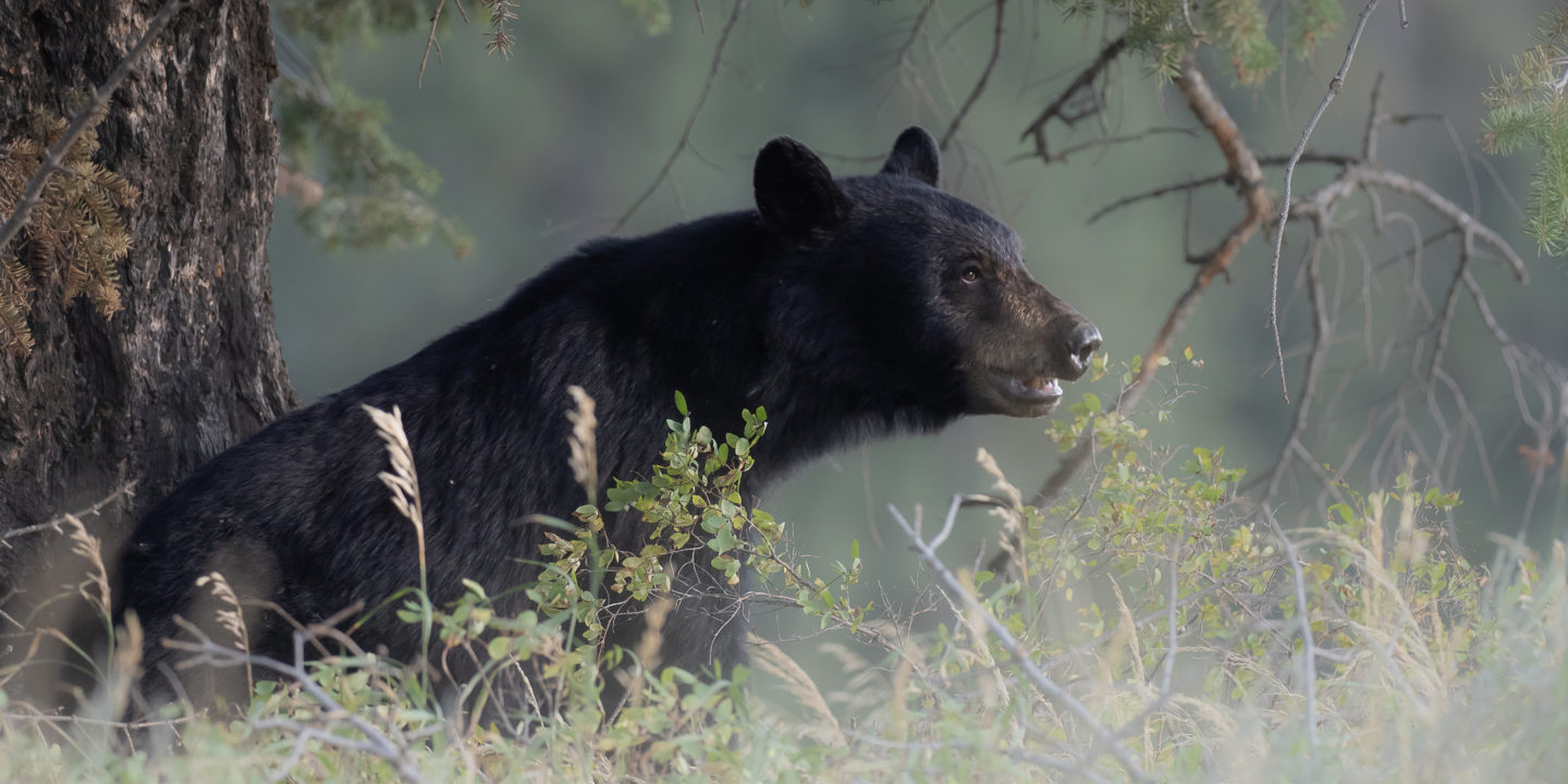 A Black Bear Sitting At The Base Of A Tree